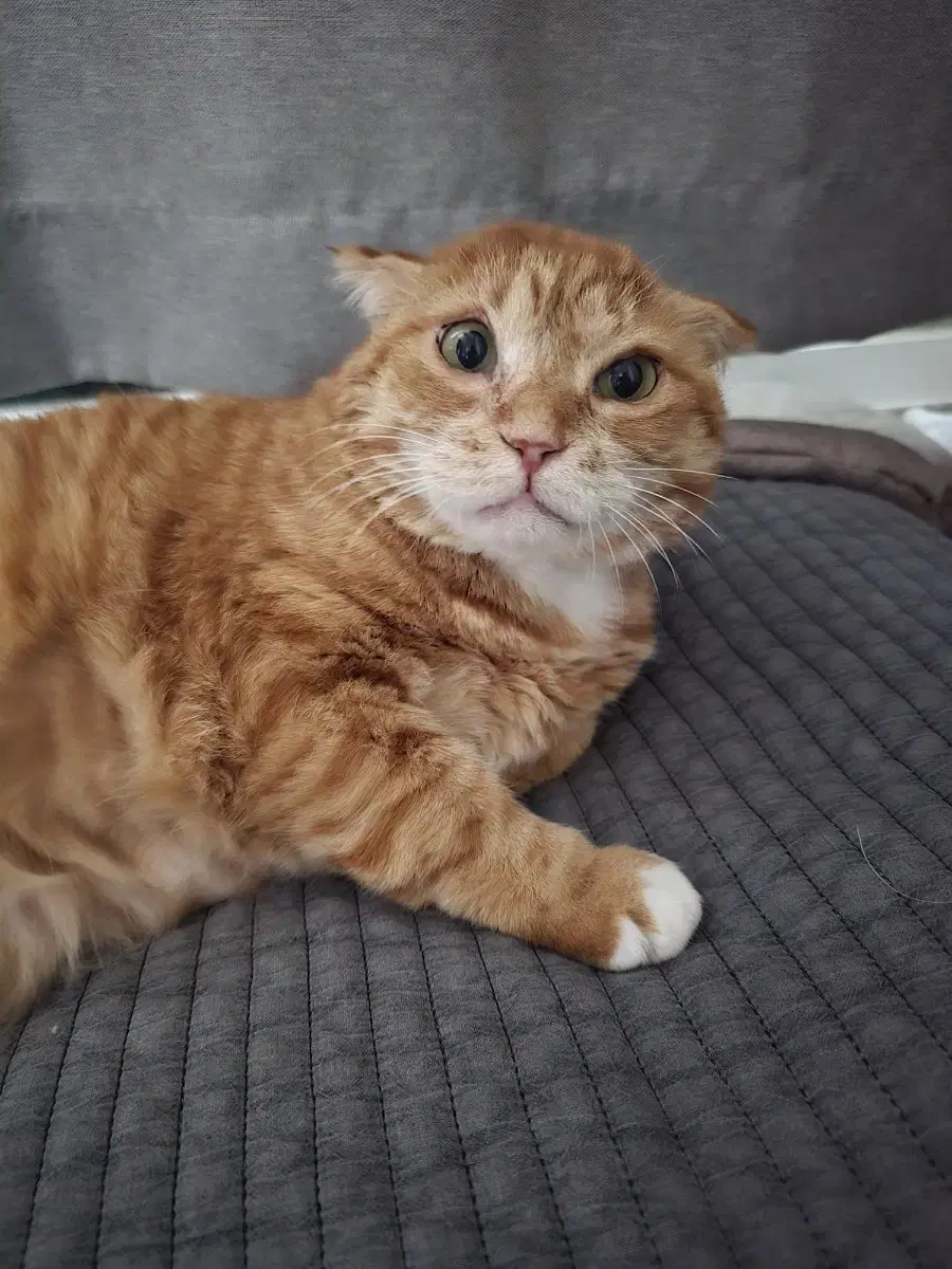 Kimnemv